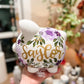 Piggy Bank *OCTOBER/NOVEMBER 2026 PRE-ORDER*